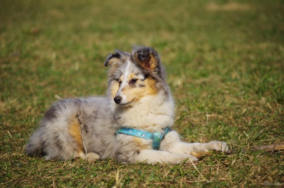 Метис шелти