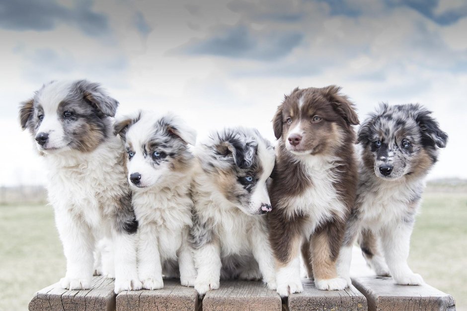 Шелти красивые фото осенью