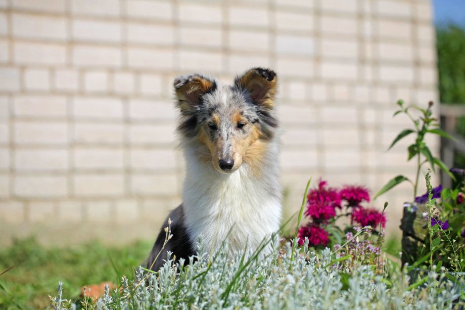 Золотой шелти