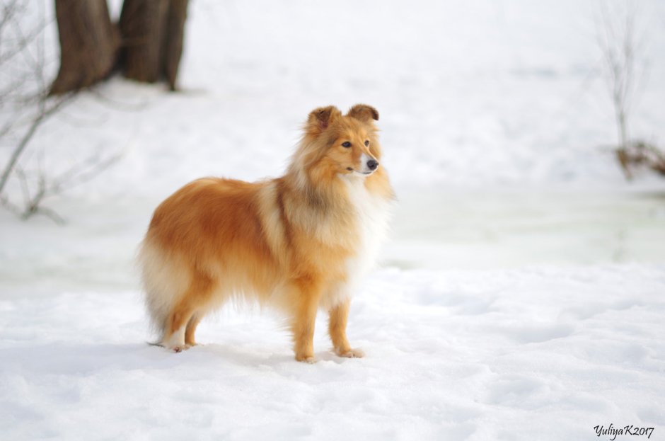 Британская овчарка колли