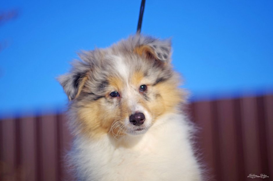 Австралийская овчарка (аусси) пасет овец