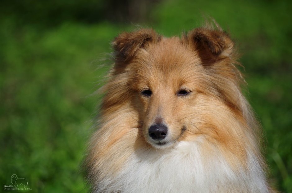 Шелти из Вологодского края