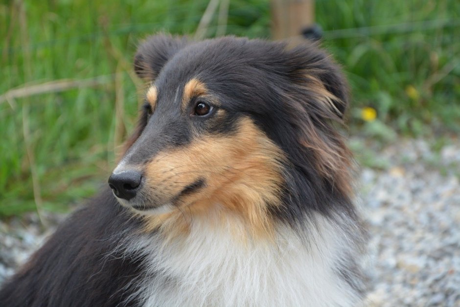 Вельш колли