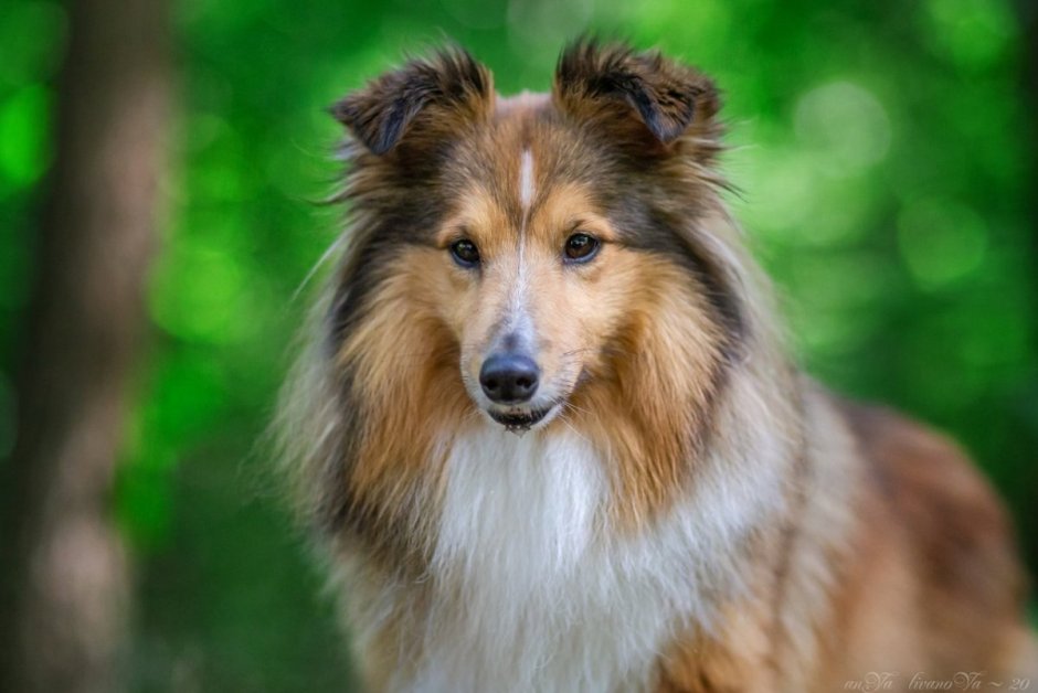 Золотой шелти