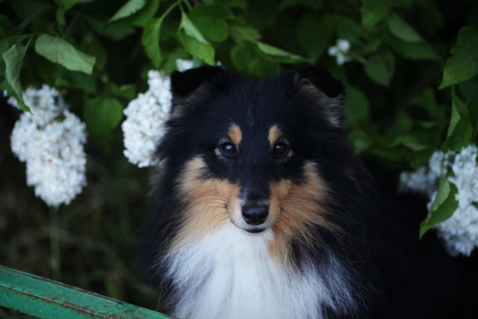 Шелти и корги