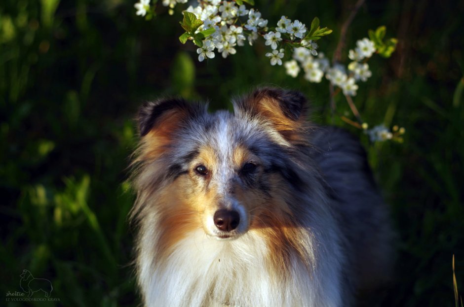 Рассел колли