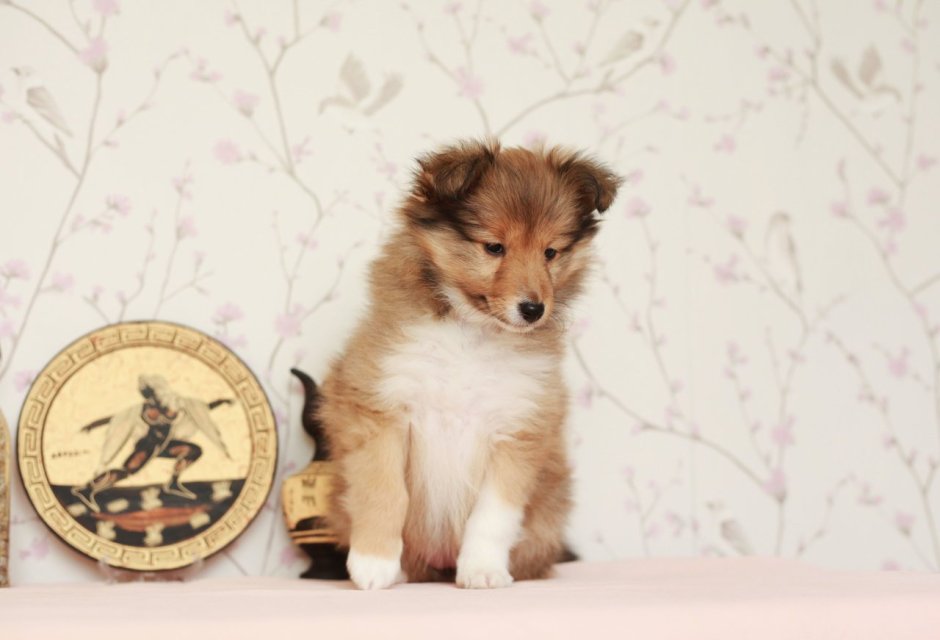 Шотландская овчарка шелти щенок