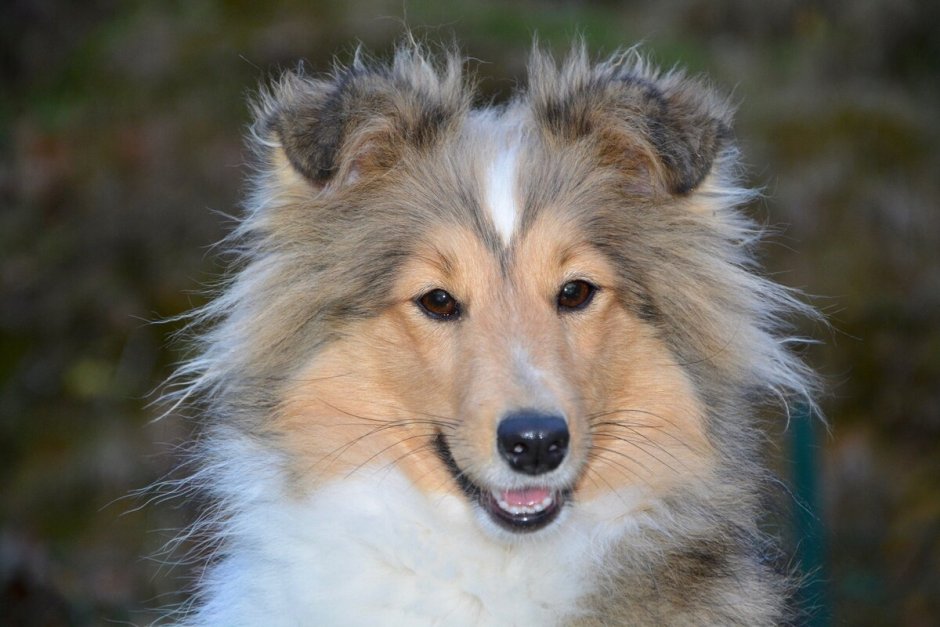 Длинношерстный колли Лесси