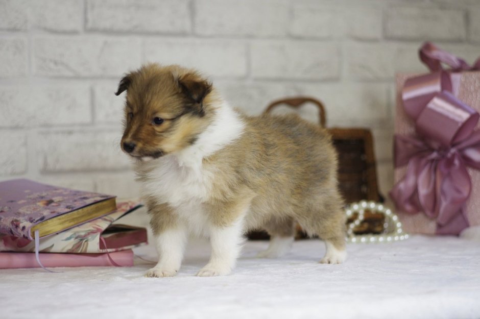 Шелти 4 месяца