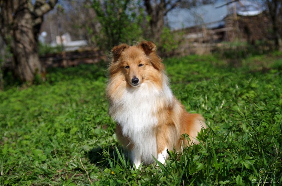 Шелти и шпиц
