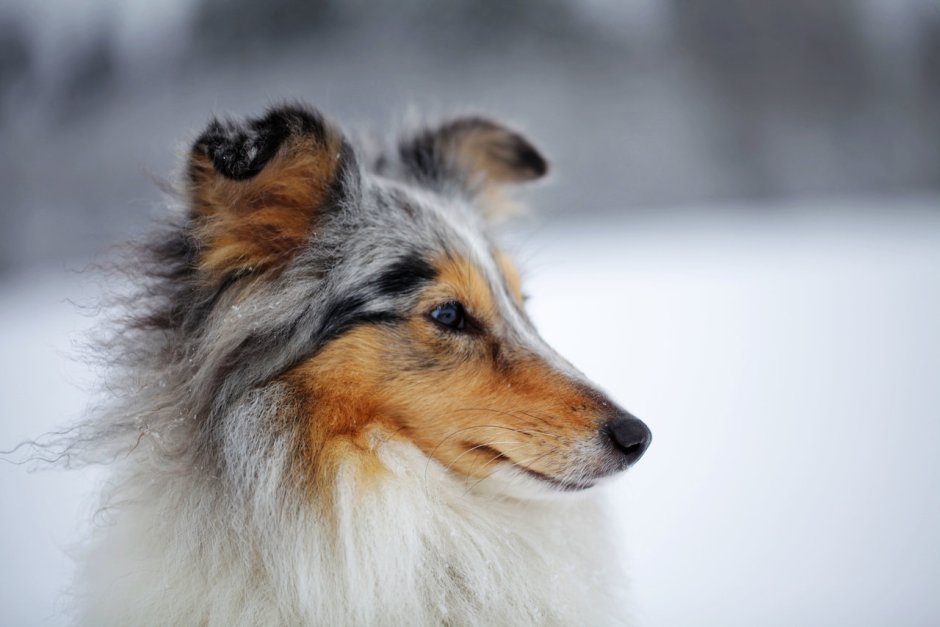 Шелти золотистый