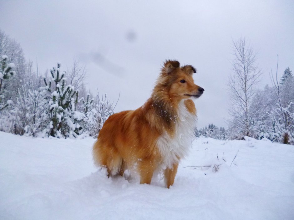 Австралийская овчарка агути