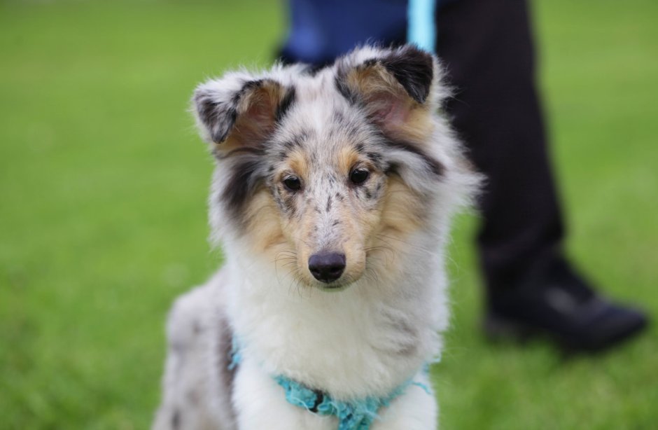 Шелти из полимерной глины