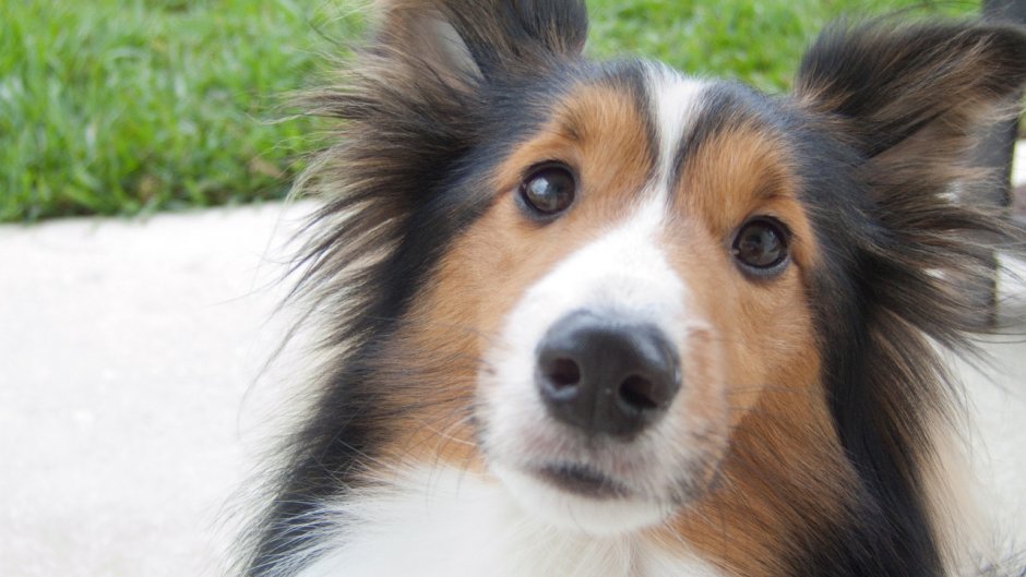 Злата лохматая