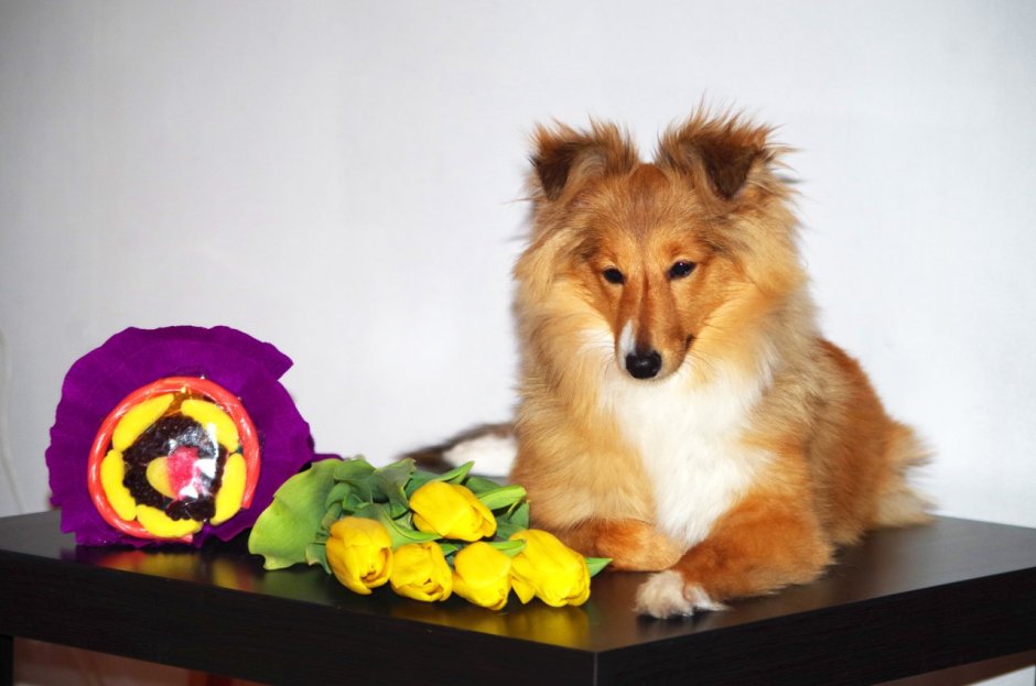 Метис шелти