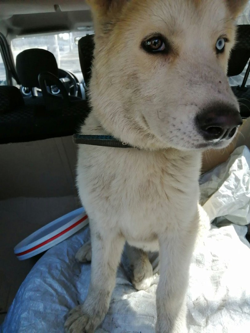 Алабай с хаски помесь в месяц