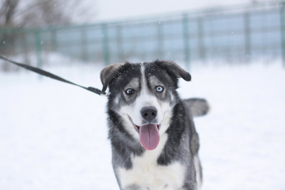 Метис хаски алабай