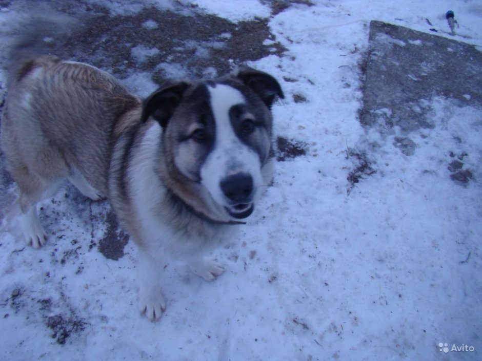 Маламут алабай метис