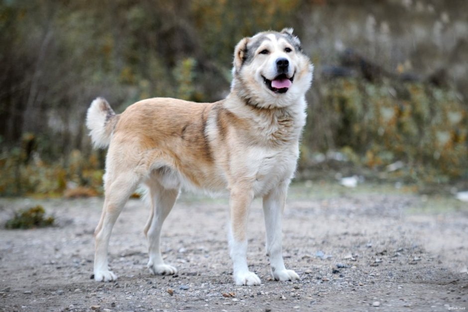 Метис алабая и лайки