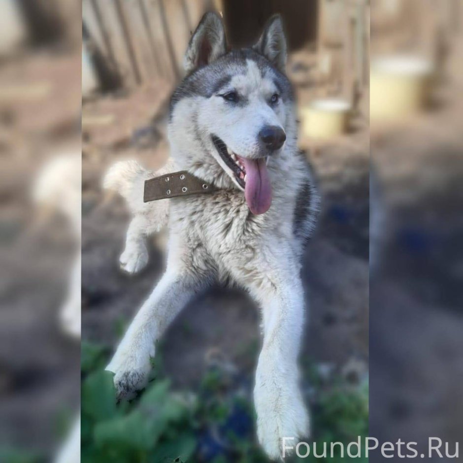 Алабай волчьего окраса