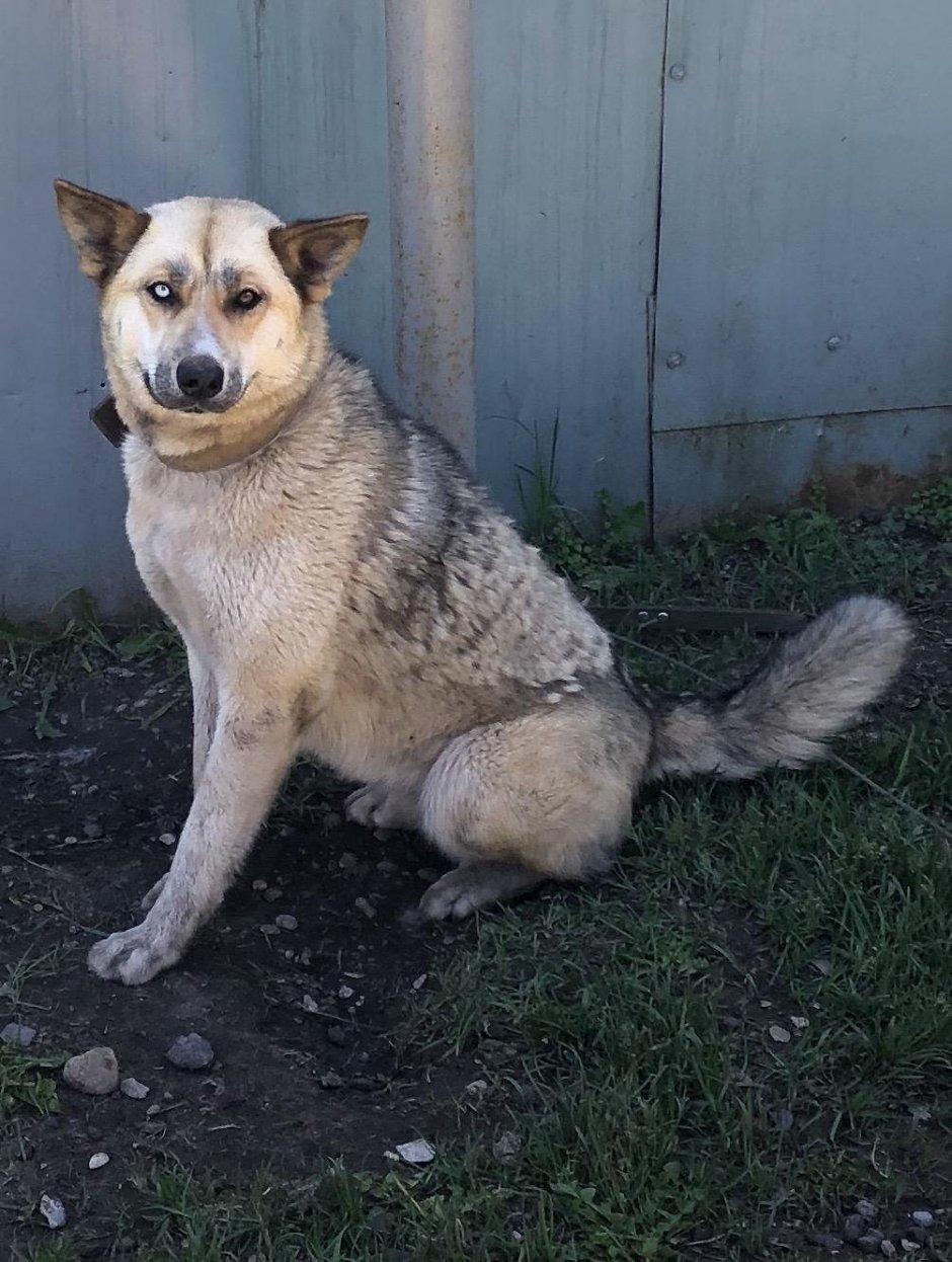 Среднеазиатская овчарка метис