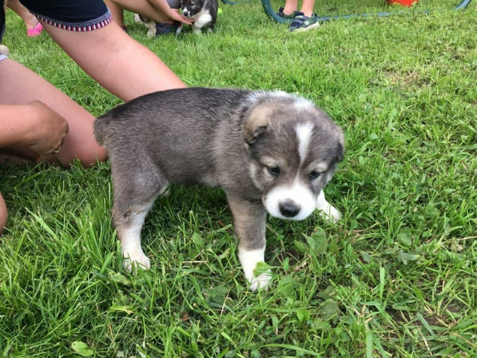 Алабай с лайкой