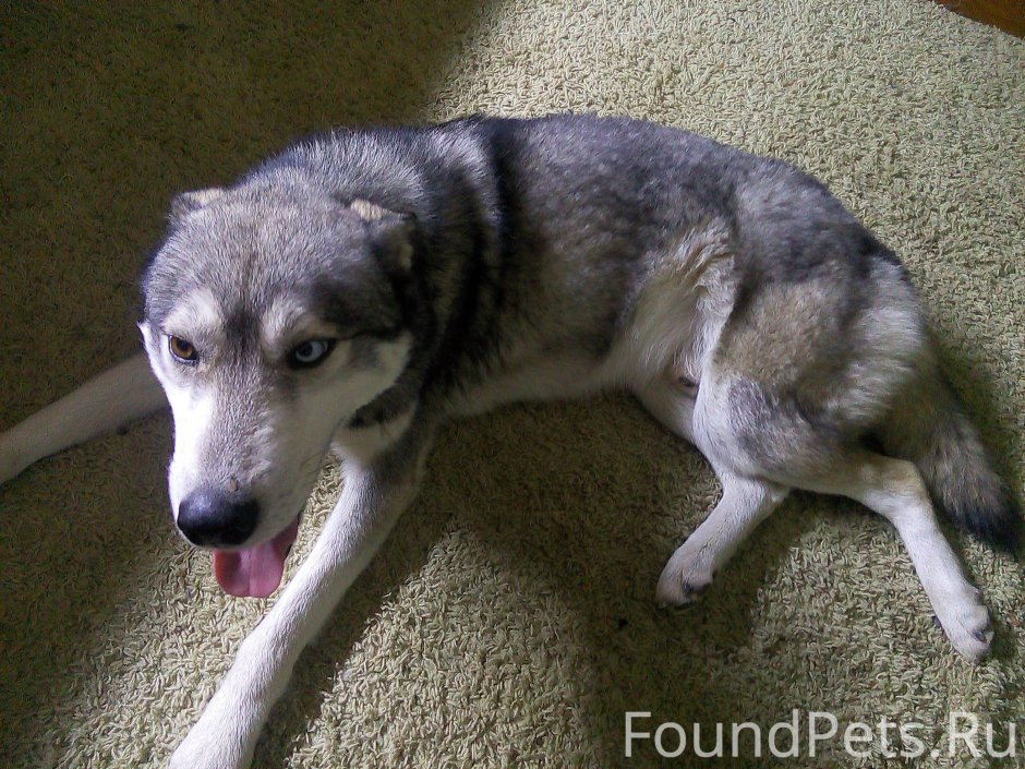 Алабай с некупированными ушами и хвостом