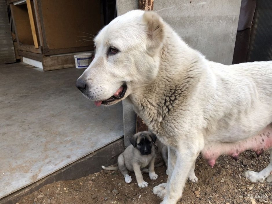Алабай и хаски помесь щенок