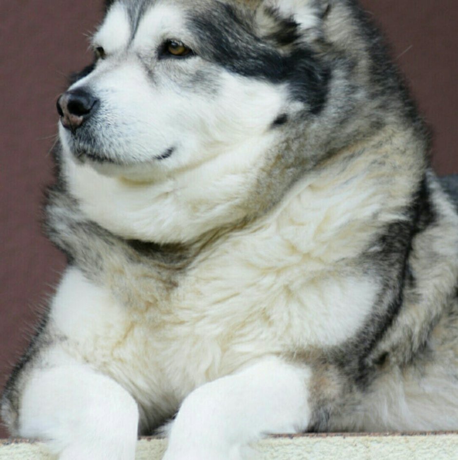 Метис хаски алабай