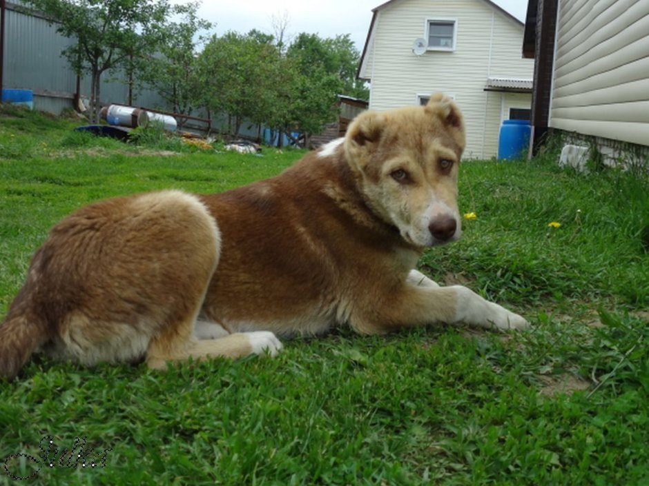 Метис волка и алабая