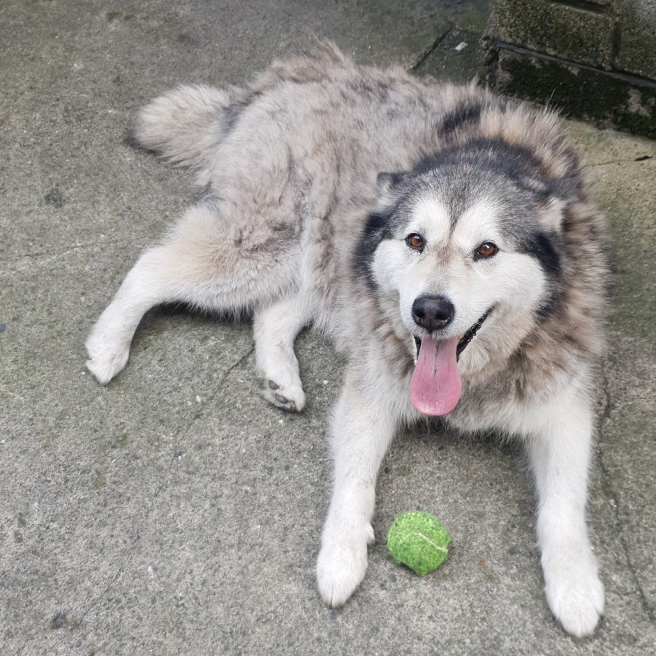 Бордер алабай