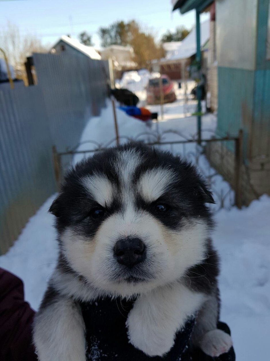 Метис акиты и лабрадора