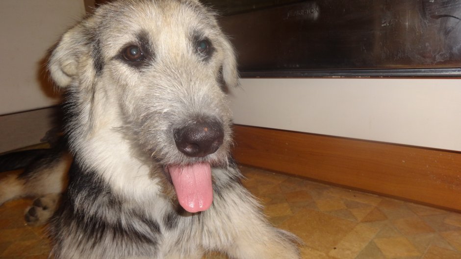 Метис хаски алабай