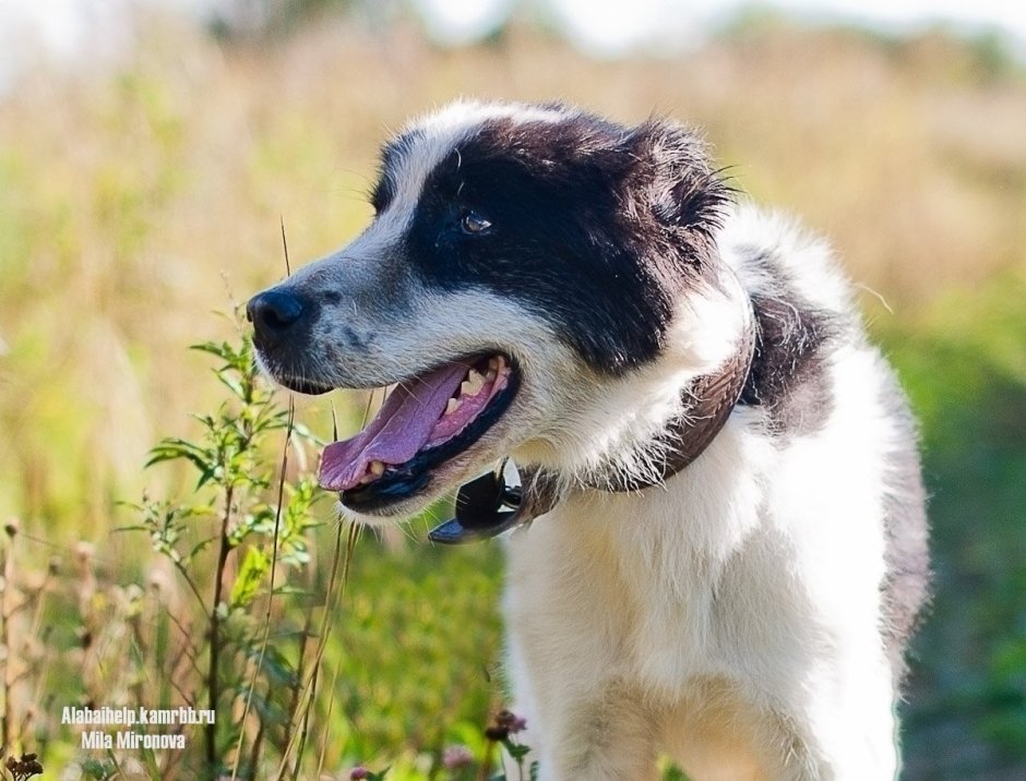 Метис азиата собака