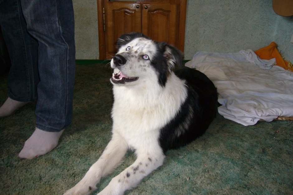 Метис овчарки и алабая