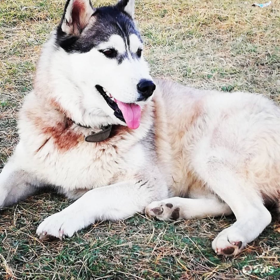 Метис алабая и дворняги