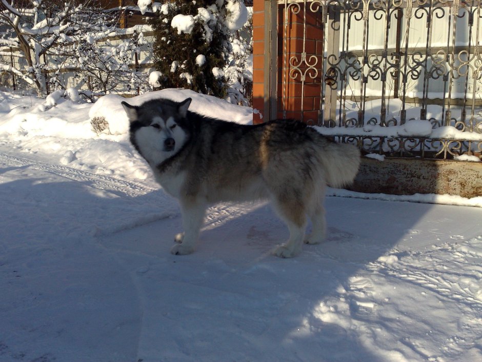 Алабай с дворняжкой