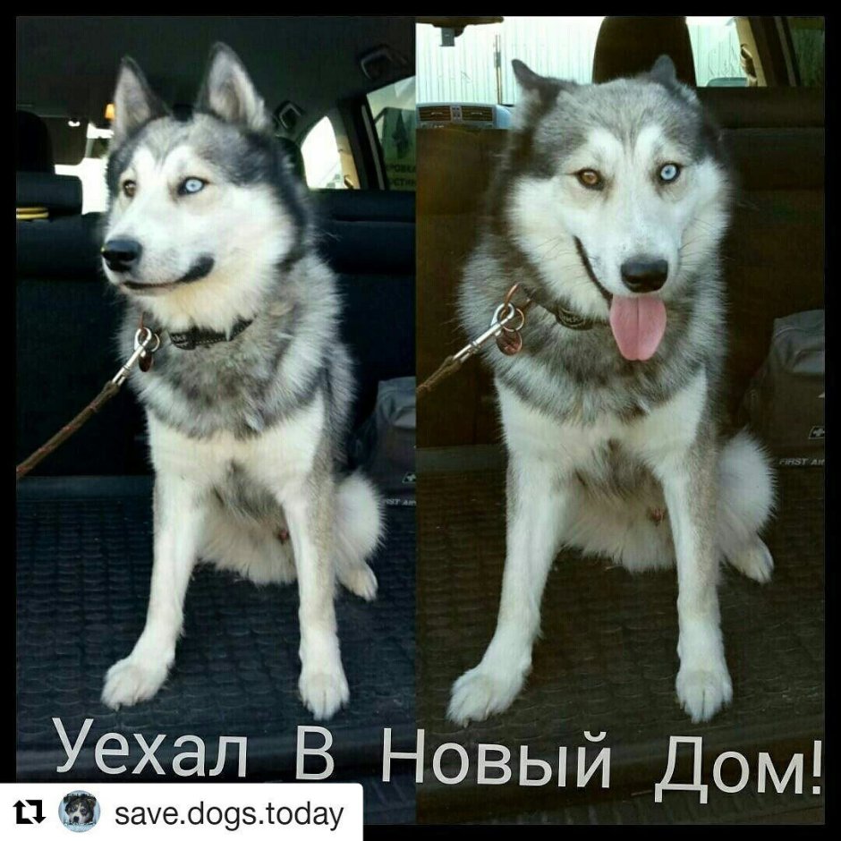 Алабай и хаски помесь