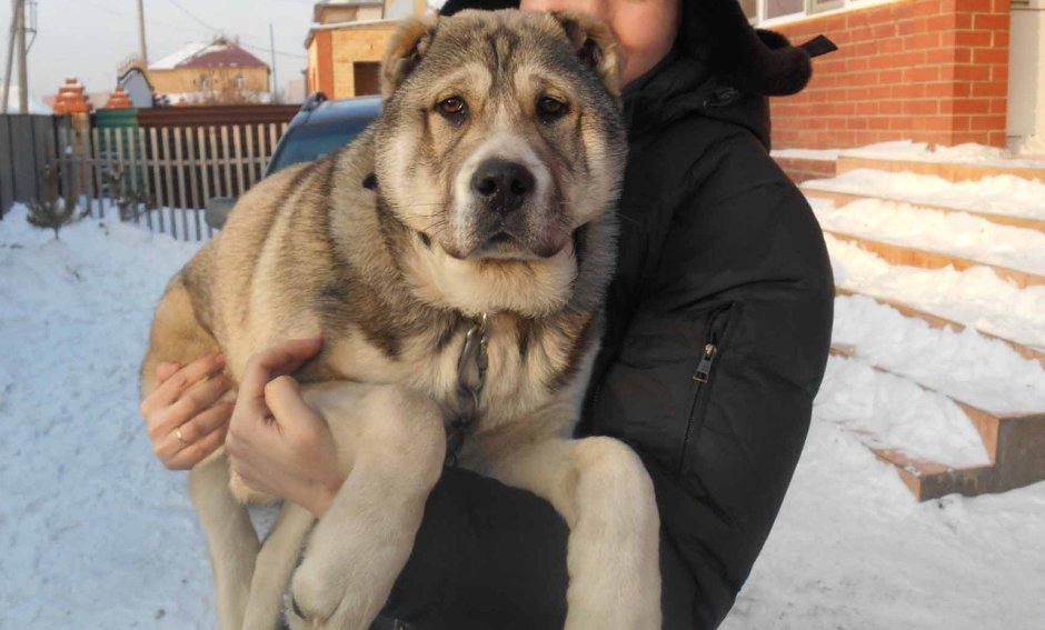 Метис хаски алабай