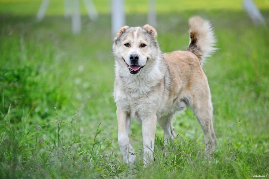 Метис хаски и алабая