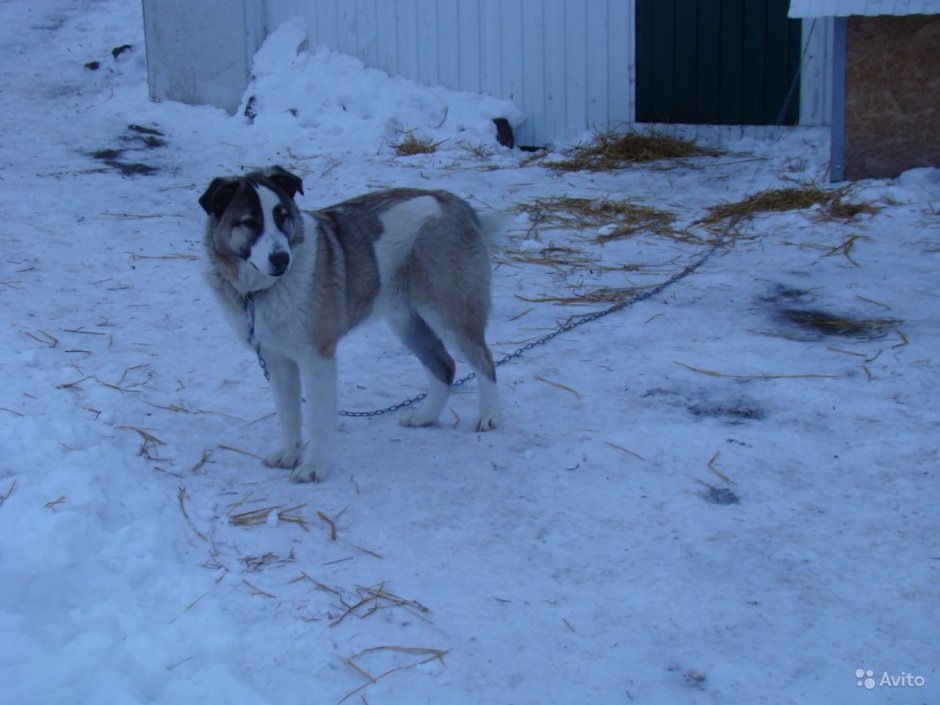 Метис хаски и алабая