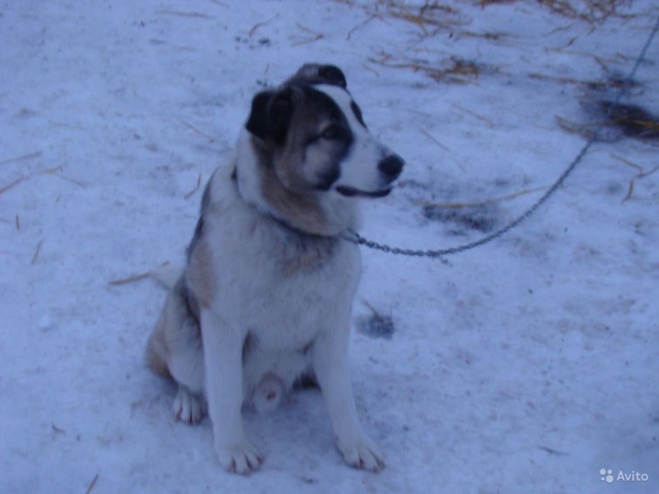 Помесь хаски и алабая