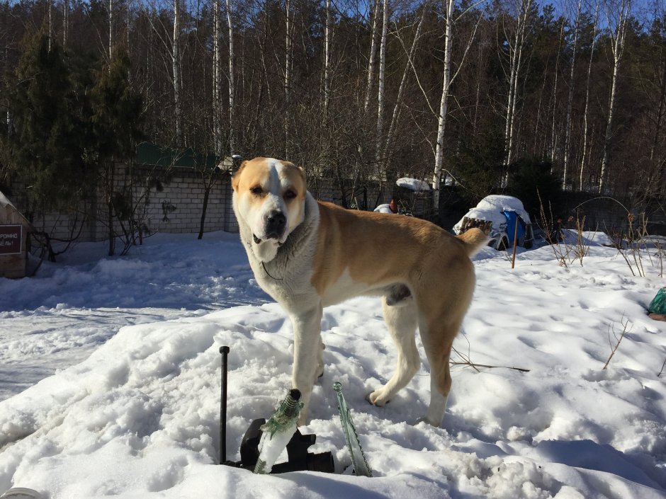 Алабай лайка метис