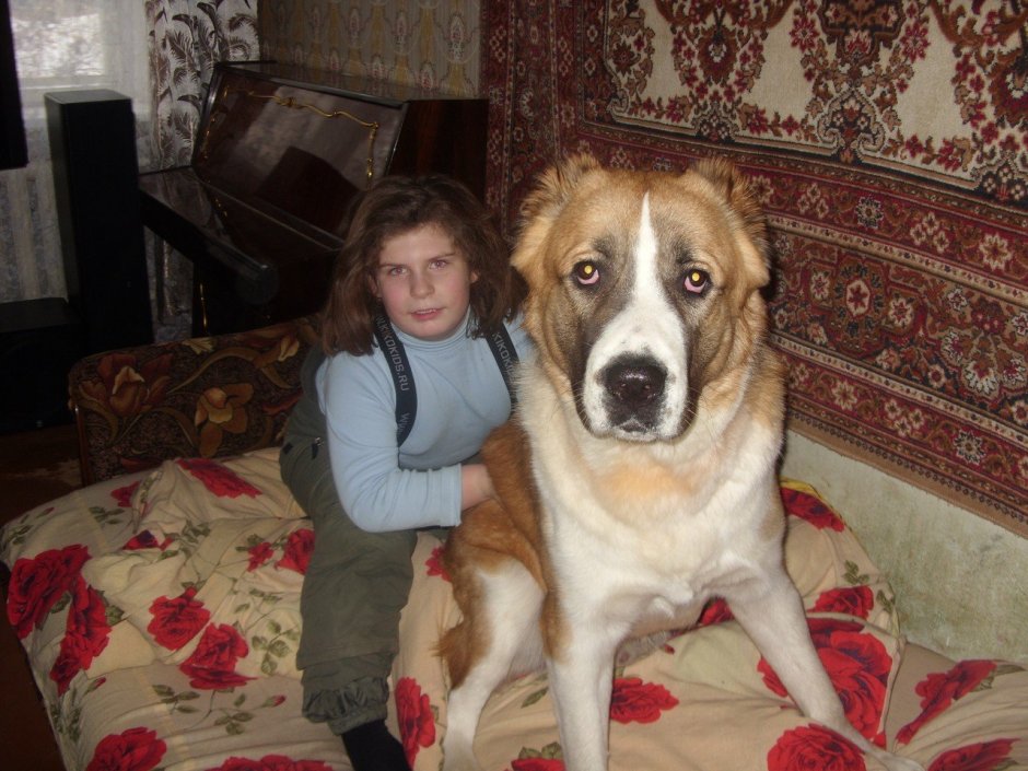 Метисы алабай собака