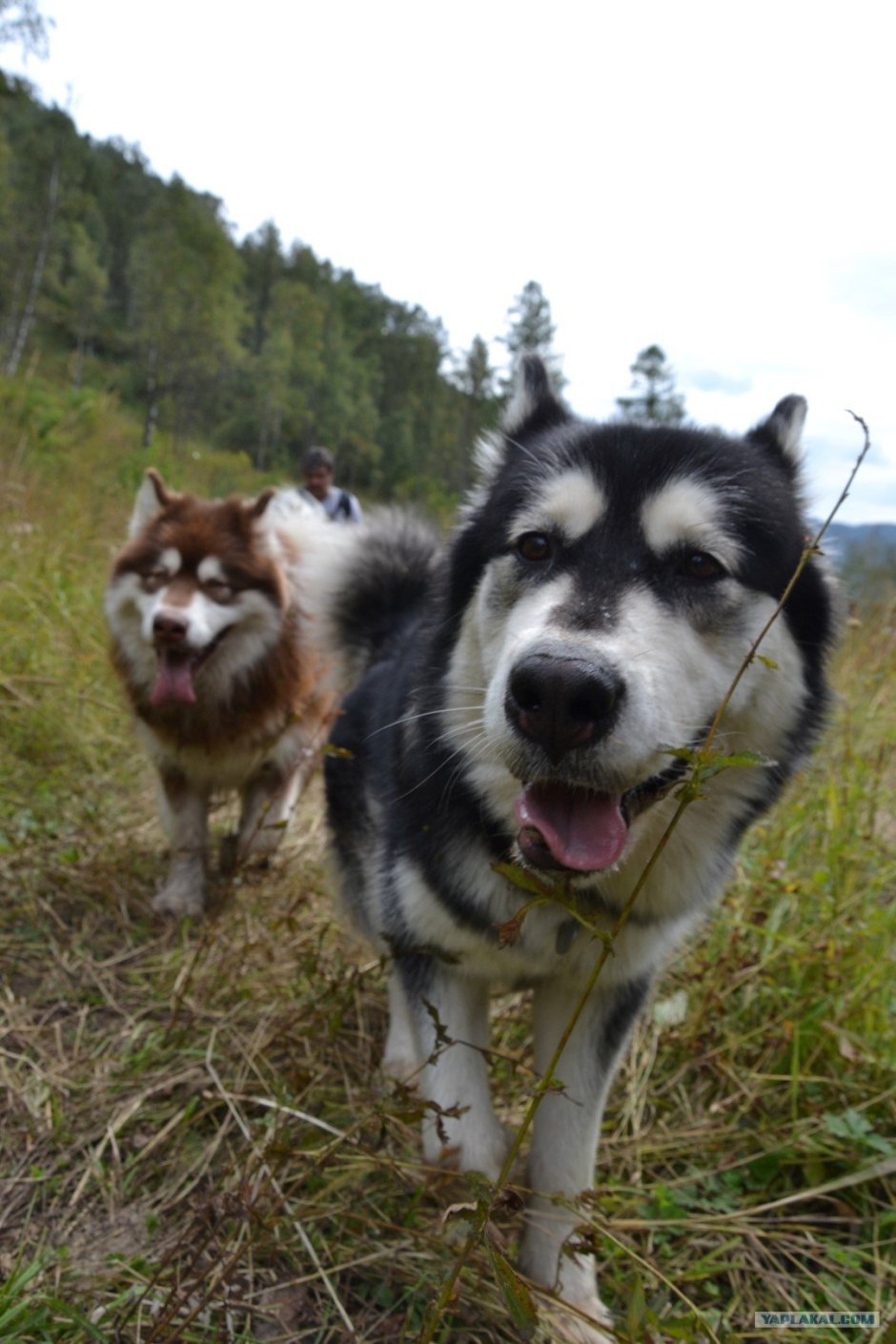 Метис хаски алабай