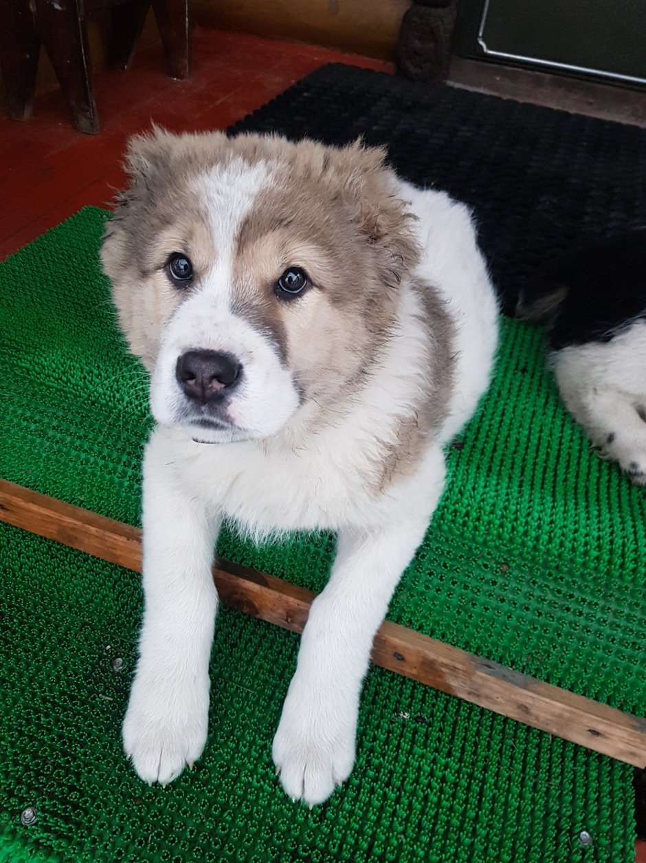 Метис хаски алабай