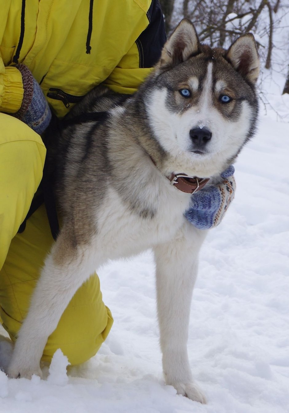 Среднеазиатская овчарка маламут