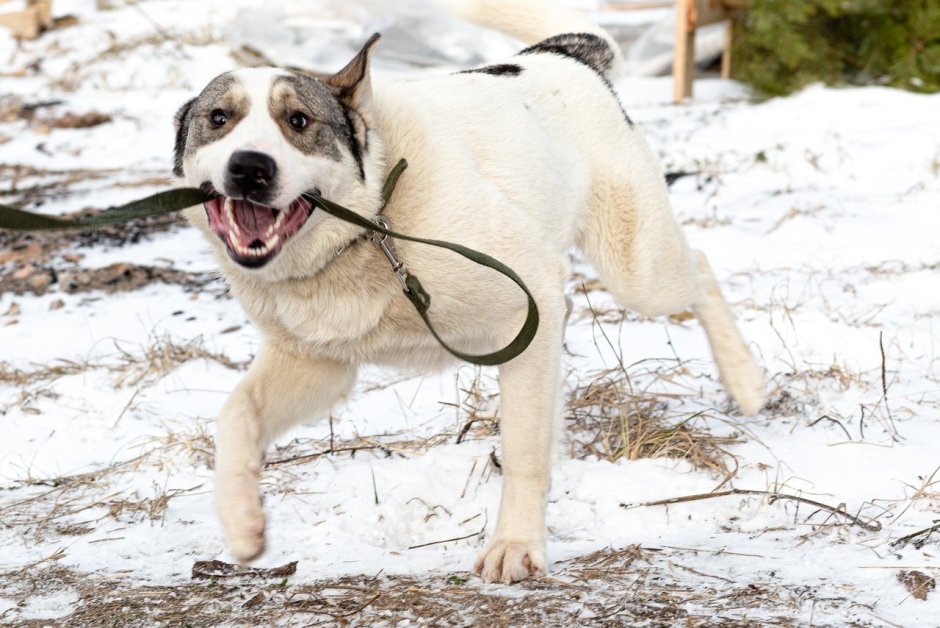 Маламут алабай метис