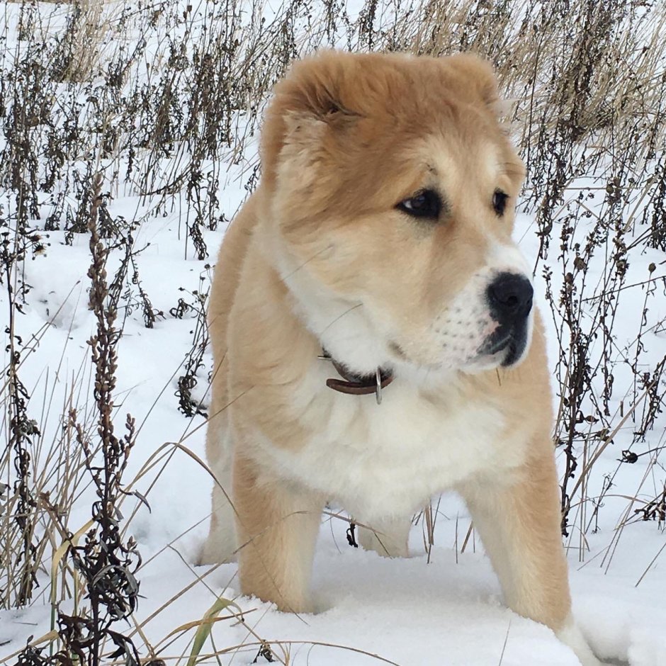 Метис хаски и дворняги