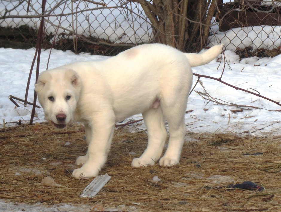 Метис маламута и алабая